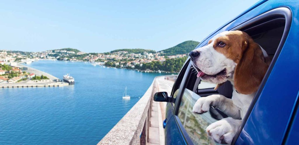 Traveling with Pets: Pet-Friendly Taxis