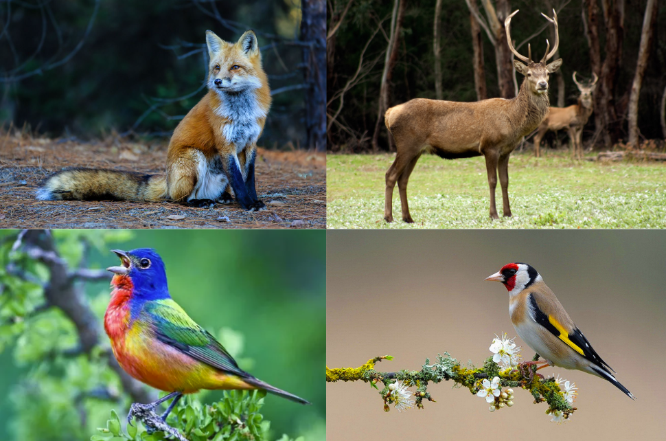A Haven for Wildlife: Encounters with Nature's Wonders