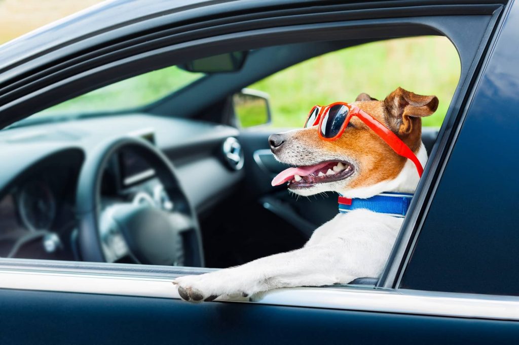 Pet-Friendly Cars